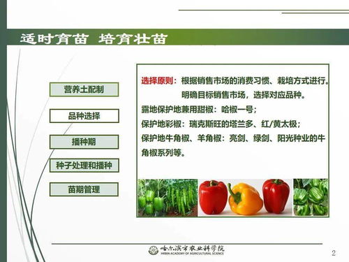 黨建引領謀發展 科技助農備春耕 網絡課堂助力辣椒栽培技術要點與網絡技術開發
